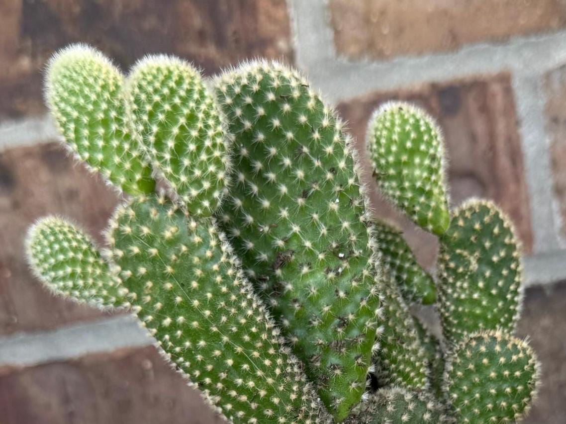 White Bunny Ear Cactus: Bareroot Succulent