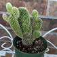 White Bunny Ear Cactus: Bareroot Succulent