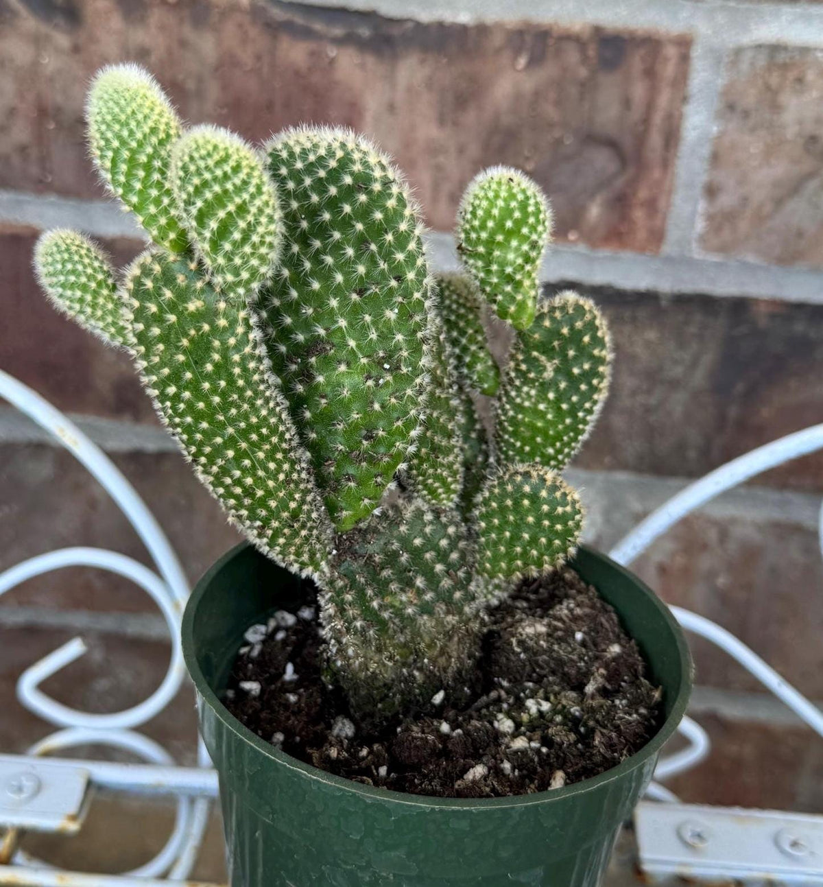 White Bunny Ear Cactus: Bareroot Succulent