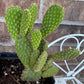 Yellow Bunny Ear Cactus: Bareroot Opuntia Microdasys Rufida - 5-7" Tall
