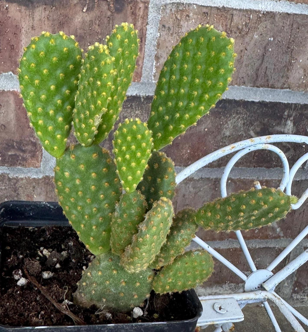 Yellow Bunny Ear Cactus: Bareroot Opuntia Microdasys Rufida - 5-7" Tall