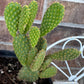 Yellow Bunny Ear Cactus: Bareroot Opuntia Microdasys Rufida - 5-7" Tall