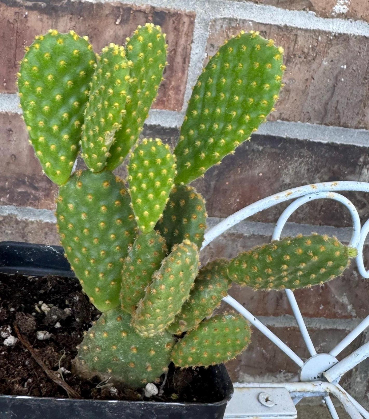 Yellow Bunny Ear Cactus: Bareroot Opuntia Microdasys Rufida - 5-7" Tall