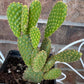 Yellow Bunny Ear Cactus: Bareroot Opuntia Microdasys Rufida - 5-7" Tall