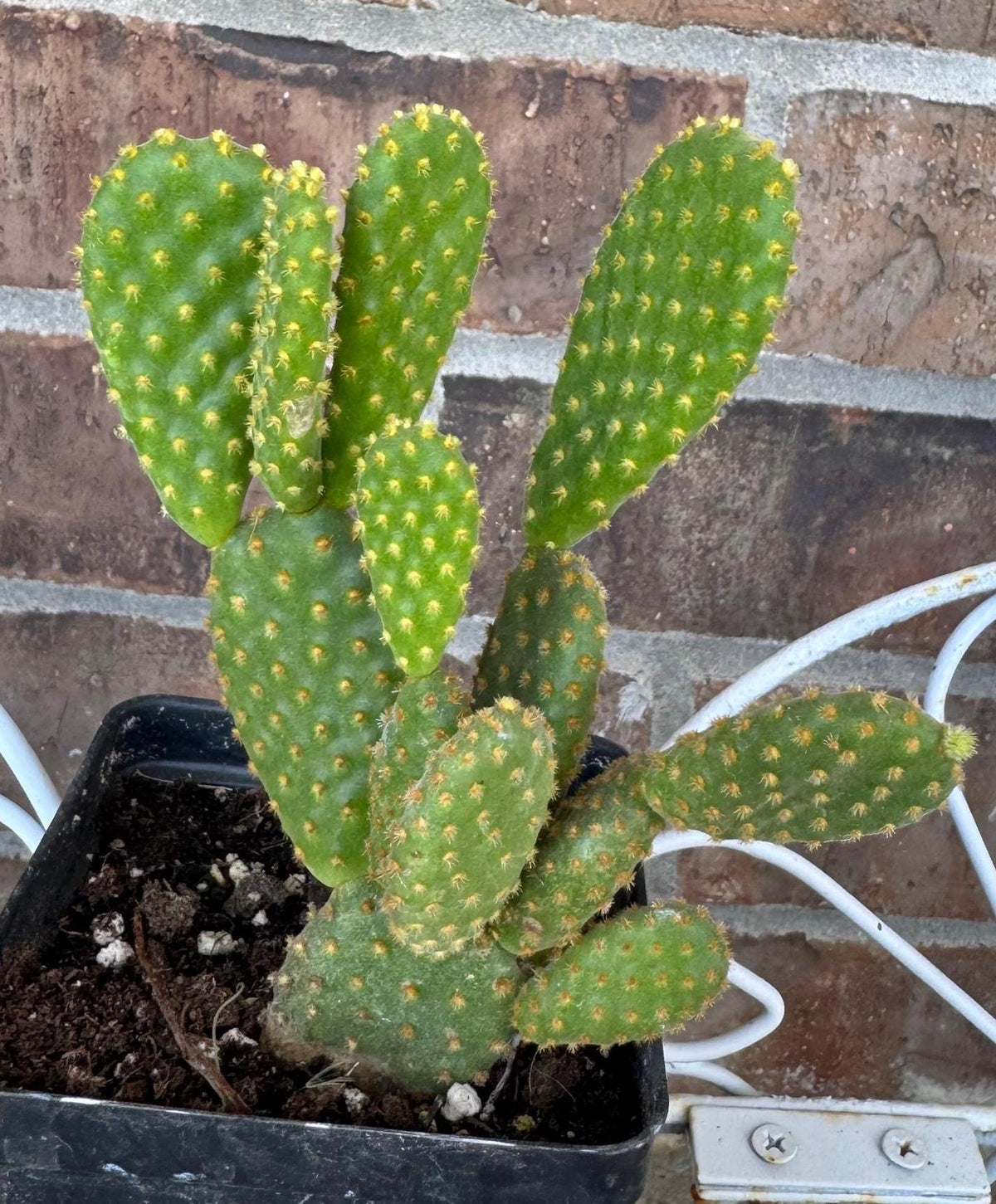 Yellow Bunny Ear Cactus: Bareroot Opuntia Microdasys Rufida - 5-7" Tall