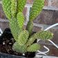 Yellow Bunny Ear Cactus: Bareroot Opuntia Microdasys Rufida - 5-7" Tall