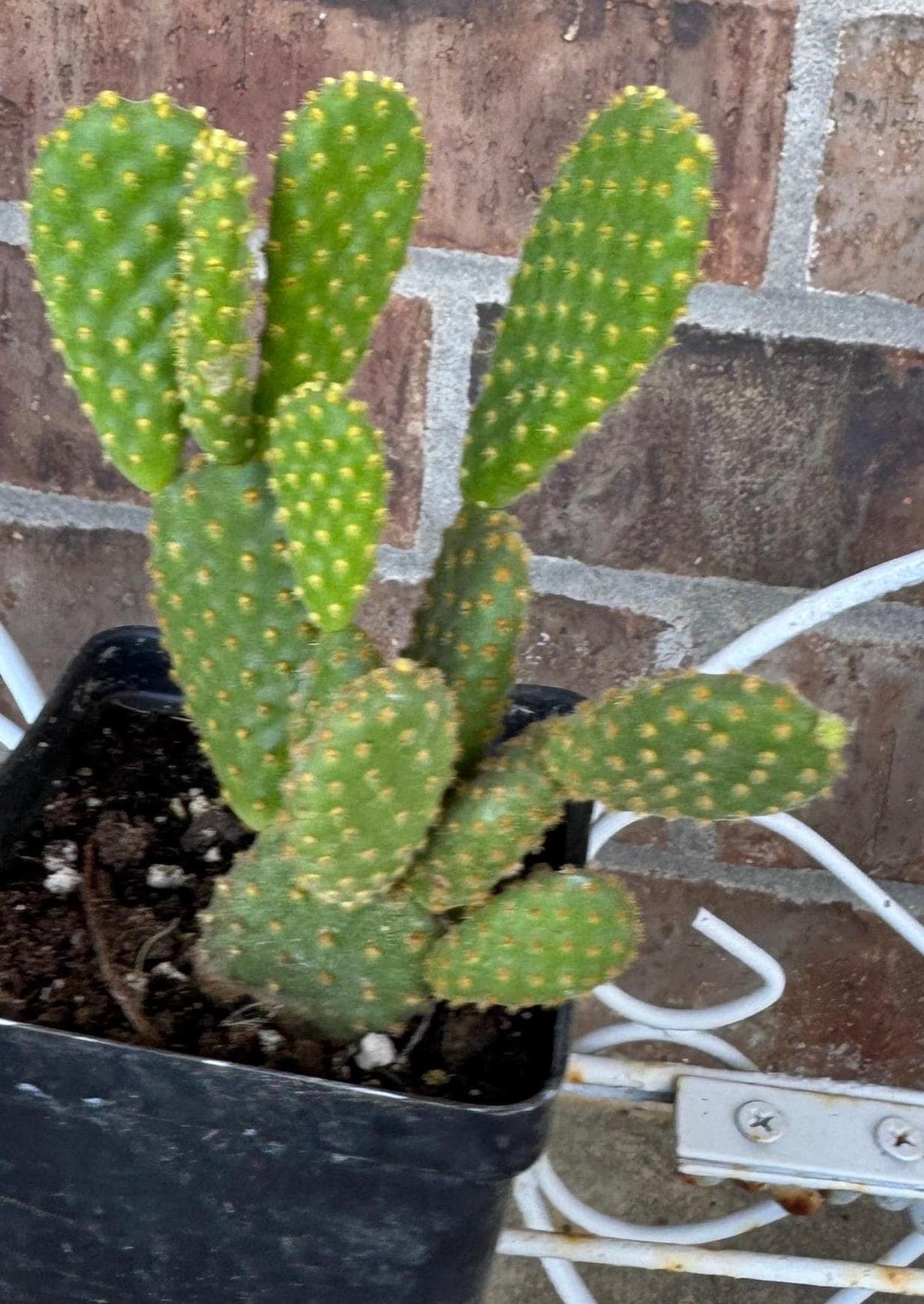 Yellow Bunny Ear Cactus: Bareroot Opuntia Microdasys Rufida - 5-7" Tall