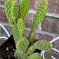 Yellow Bunny Ear Cactus: Bareroot Opuntia Microdasys Rufida - 5-7" Tall