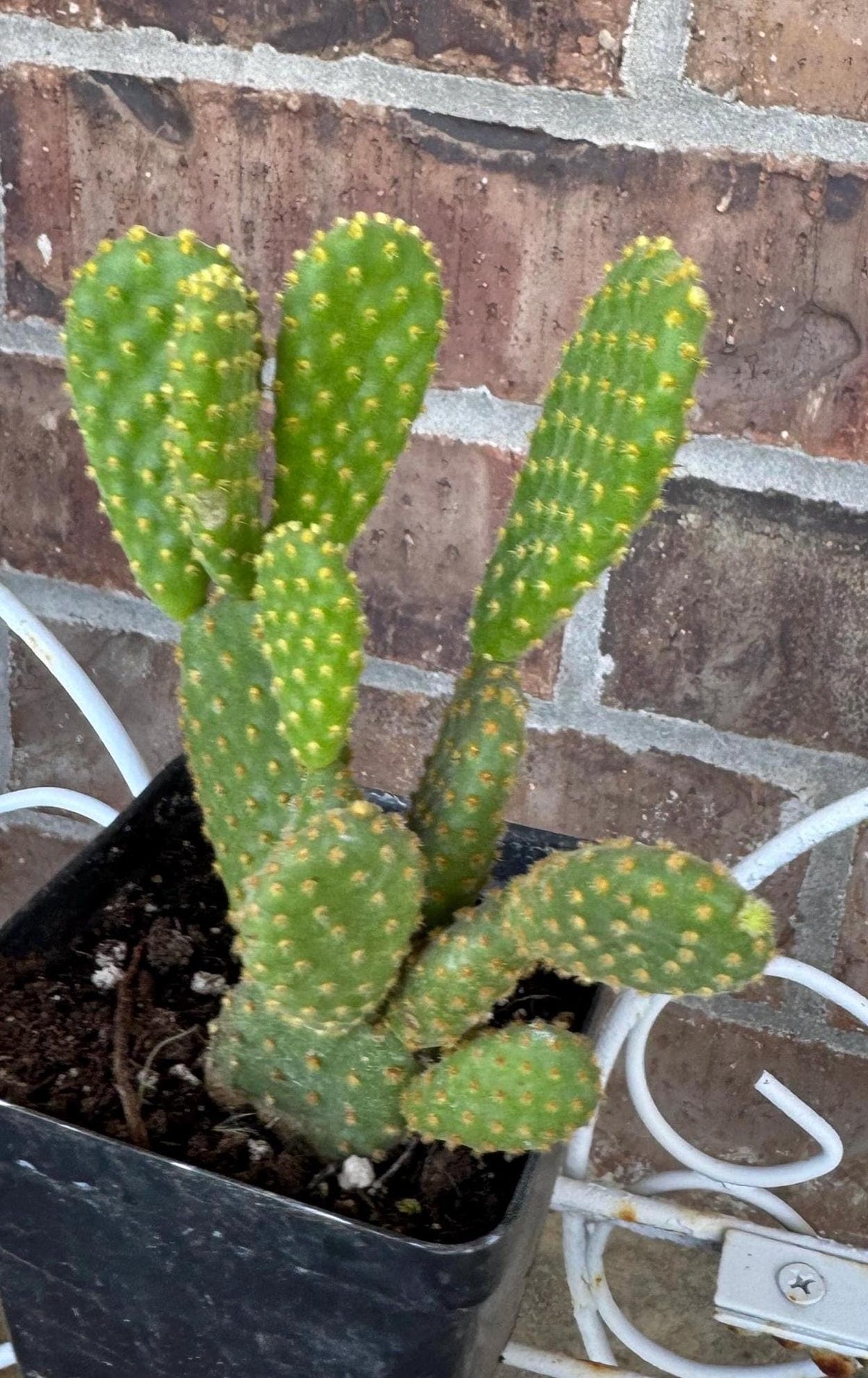 Yellow Bunny Ear Cactus: Bareroot Opuntia Microdasys Rufida - 5-7" Tall