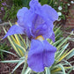 Zebra Bearded Iris – Purple Bloom with Variegated Foliage