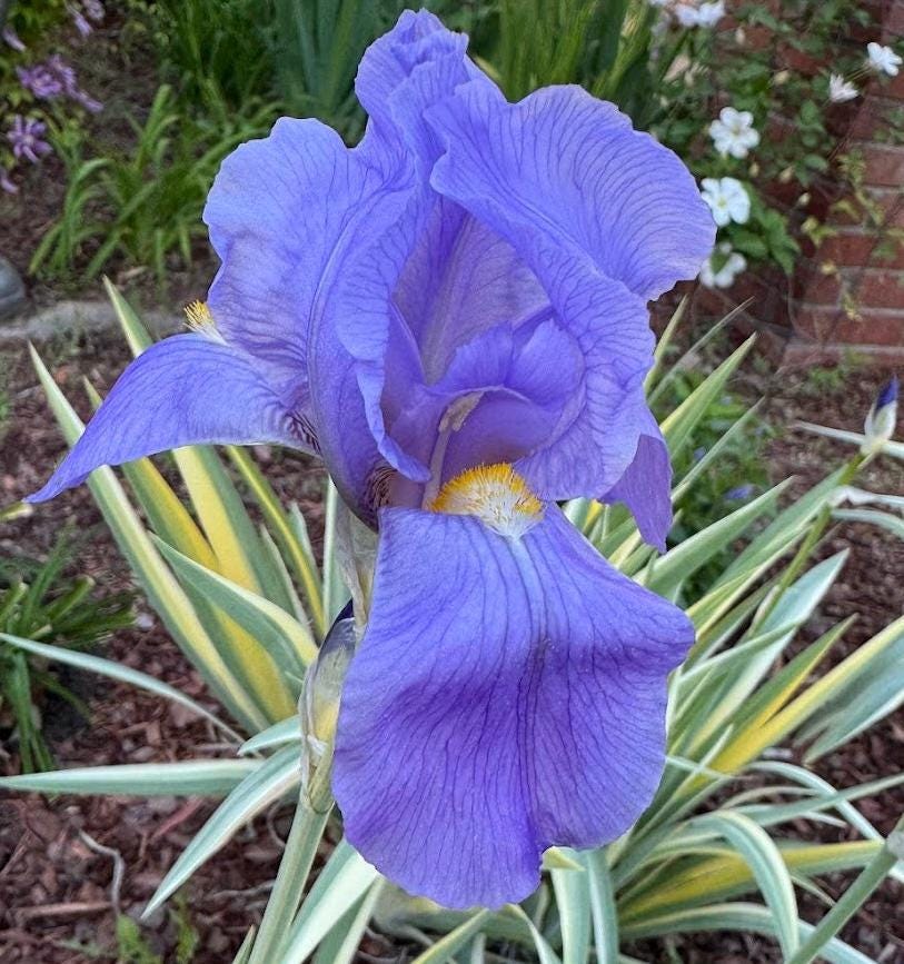 Zebra Bearded Iris – Purple Bloom with Variegated Foliage