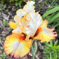 Bearded Iris Fan Mix | 2, 4, or 8 Plant Packs | Surprise Color Blend