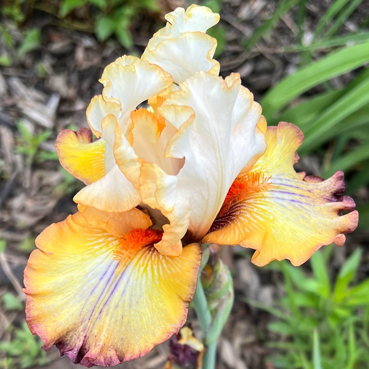 Bearded Iris Fan Mix | 2, 4, or 8 Plant Packs | Surprise Color Blend