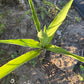 Fresh-Cut Spineless Yucca Stalk – Indoor/Outdoor Plant