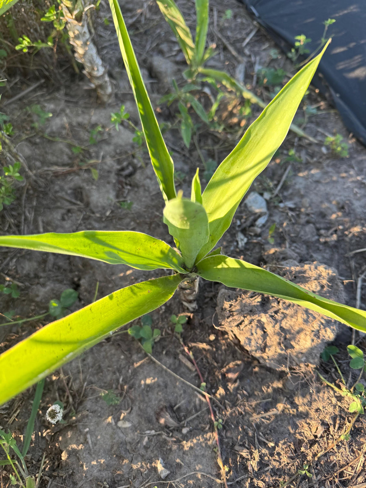 Fresh-Cut Spineless Yucca Stalk – Indoor/Outdoor Plant