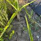 Fresh-Cut Spineless Yucca Stalk – Indoor/Outdoor Plant