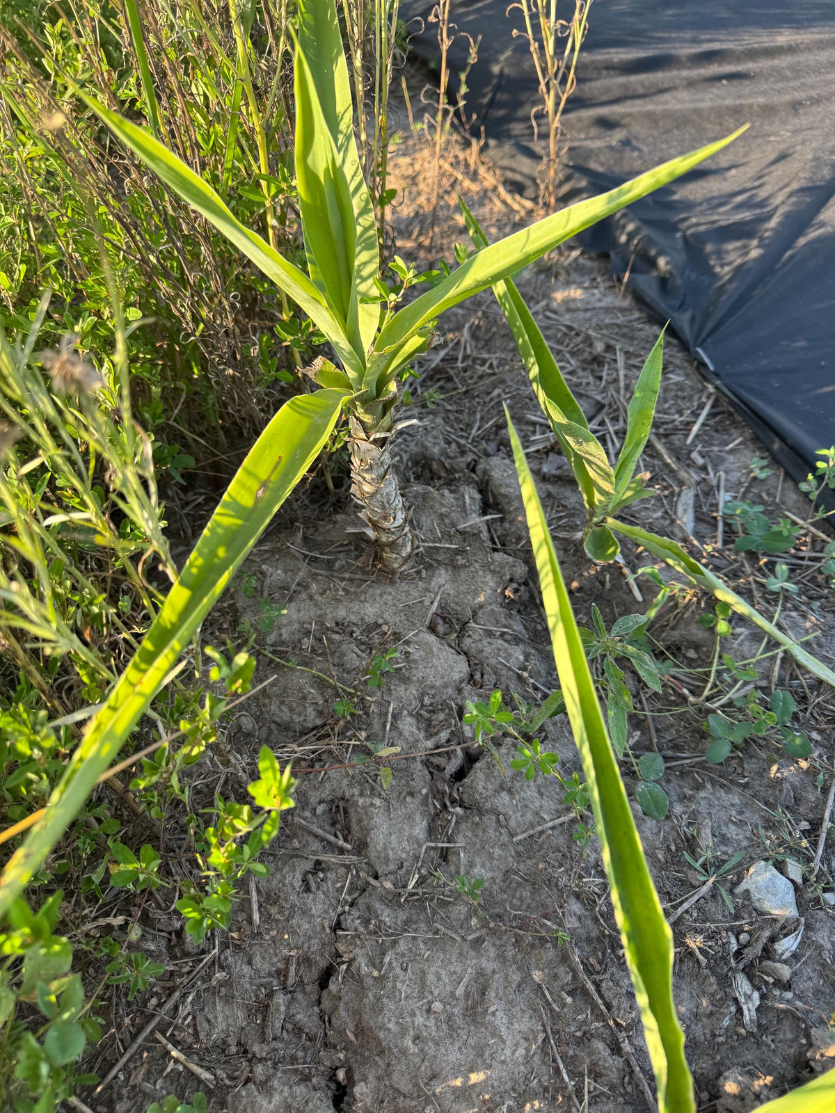 Fresh-Cut Spineless Yucca Stalk – Indoor/Outdoor Plant