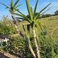 Fresh-Cut Spineless Yucca Stalk – Indoor/Outdoor Plant