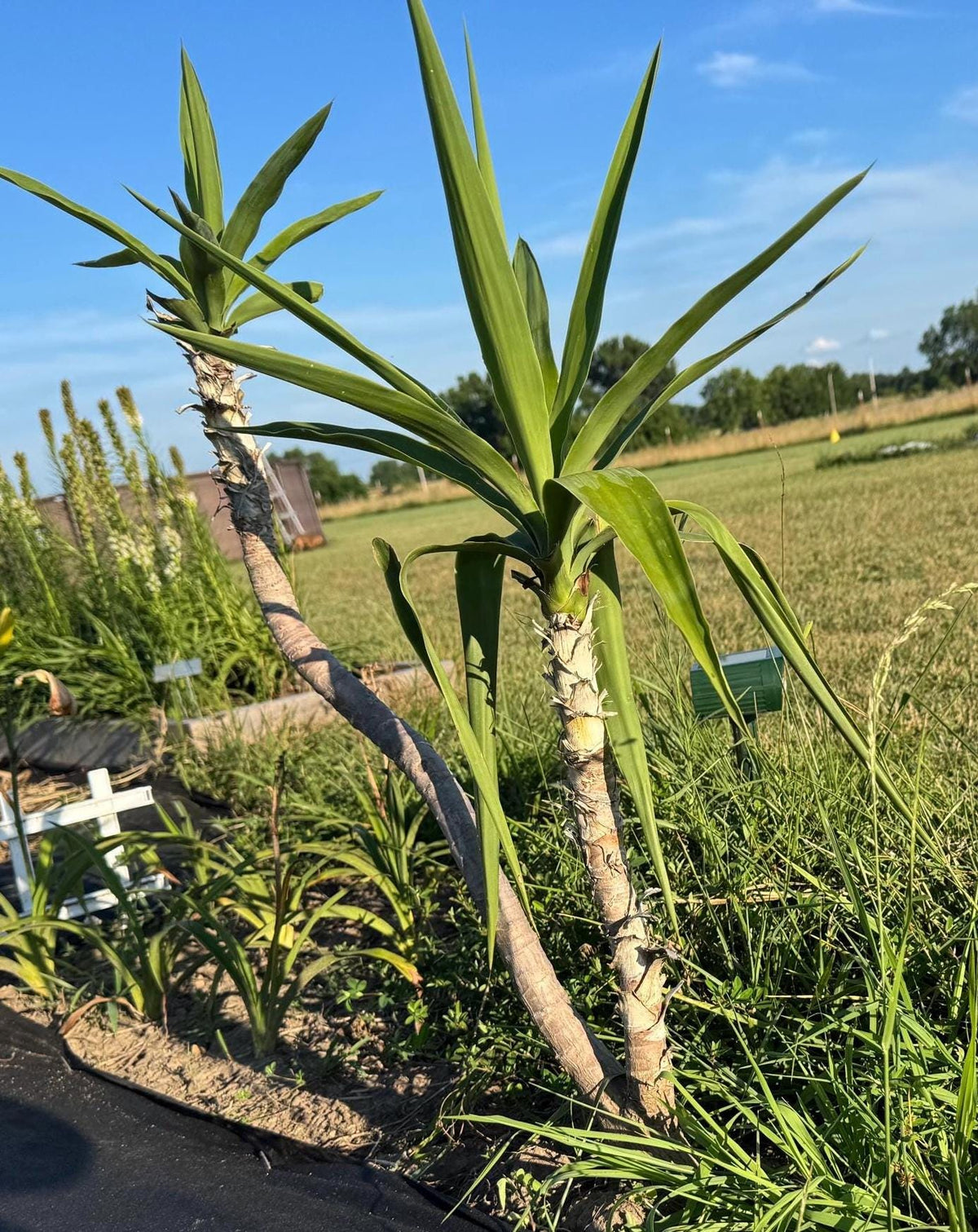 Fresh-Cut Spineless Yucca Stalk – Indoor/Outdoor Plant