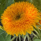 Teddy Bear Sunflower Seeds – 25 Seeds | Dwarf Fluffy Golden Blooms