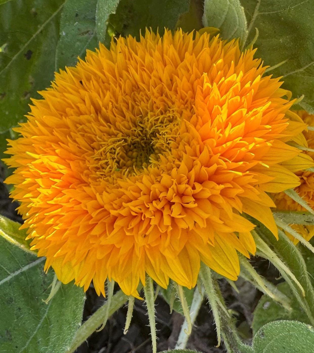 Teddy Bear Sunflower Seeds – 25 Seeds | Dwarf Fluffy Golden Blooms