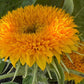 Teddy Bear Sunflower Seeds – 25 Seeds | Dwarf Fluffy Golden Blooms