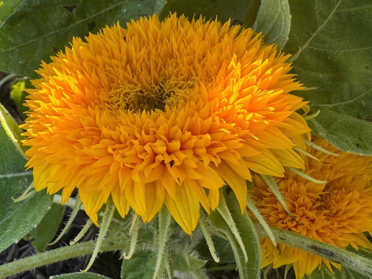 Teddy Bear Sunflower Seeds – 25 Seeds | Dwarf Fluffy Golden Blooms