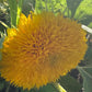 Teddy Bear Sunflower Seeds – 25 Seeds | Dwarf Fluffy Golden Blooms