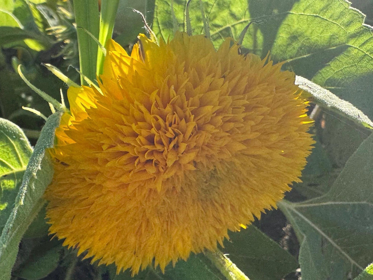 Teddy Bear Sunflower Seeds – 25 Seeds | Dwarf Fluffy Golden Blooms