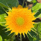 Teddy Bear Sunflower Seeds – 25 Seeds | Dwarf Fluffy Golden Blooms