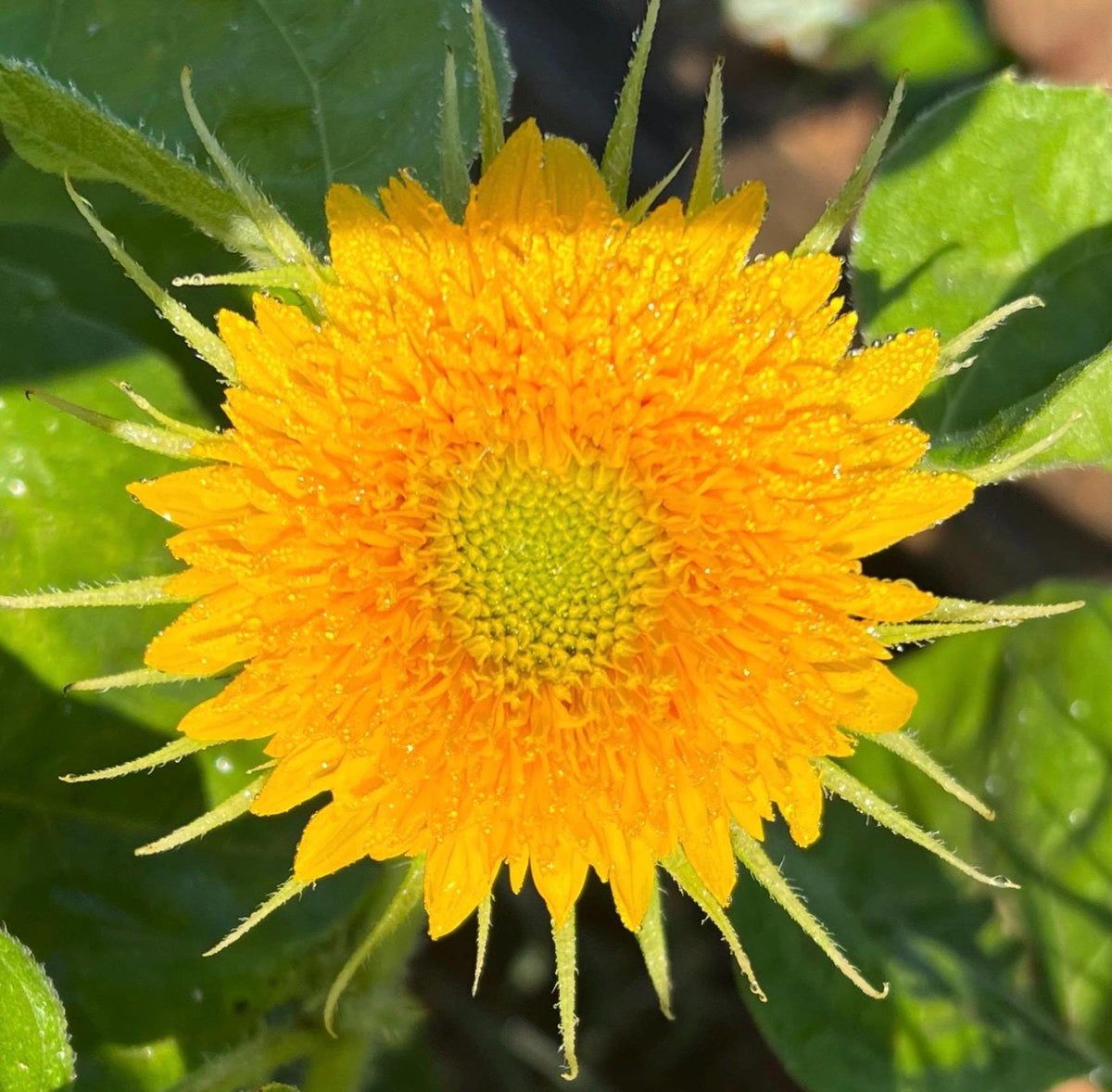Teddy Bear Sunflower Seeds – 25 Seeds | Dwarf Fluffy Golden Blooms