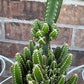 Fairy Castle Cactus: Easy Care Houseplant (8-14" Tall, Ships Bare Root)