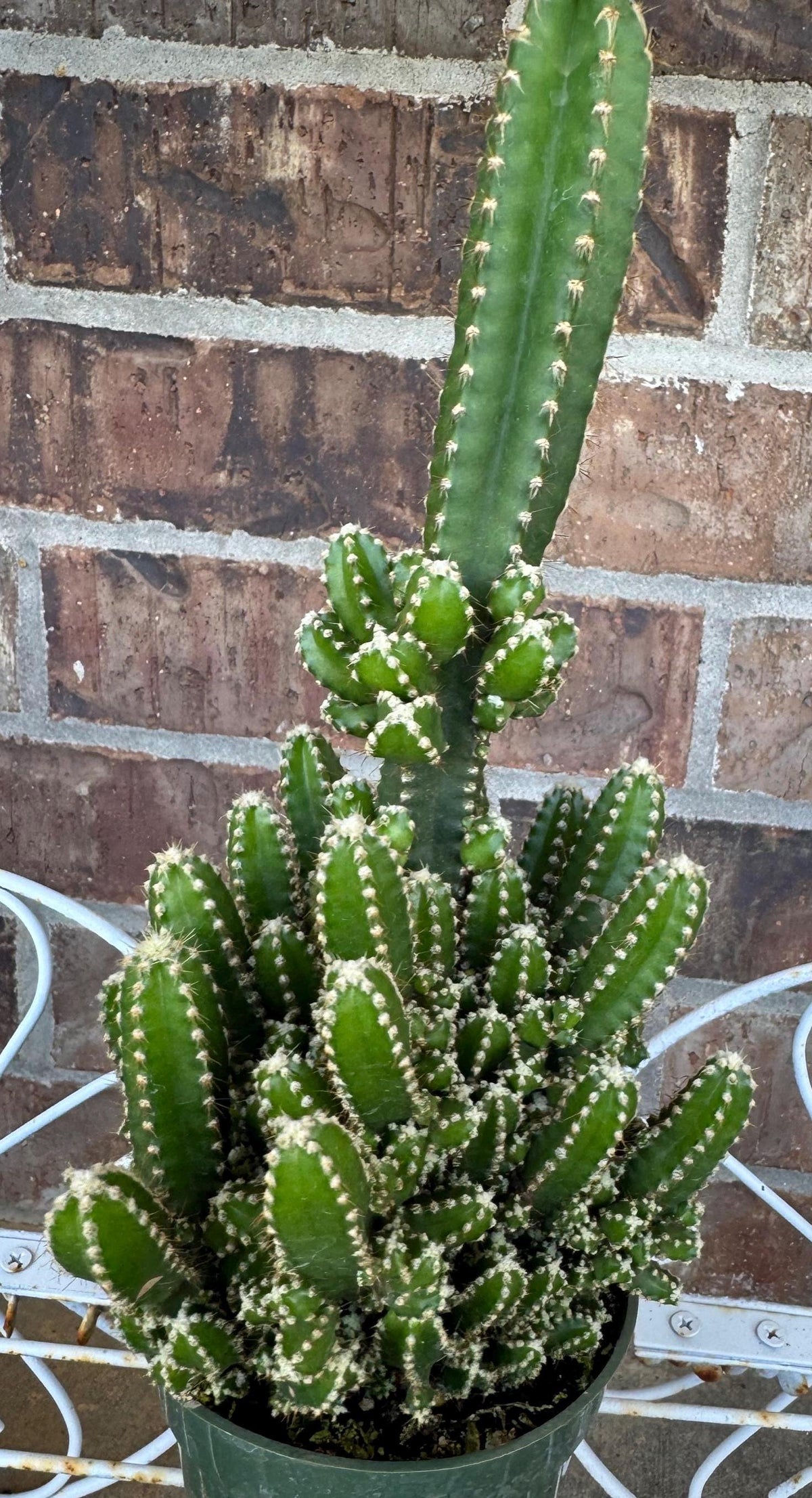 Fairy Castle Cactus: Easy Care Houseplant (8-14" Tall, Ships Bare Root)