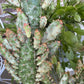 Variegated Joseph's Coat Cactus: Easy Care Succulent - 10-15" Tall