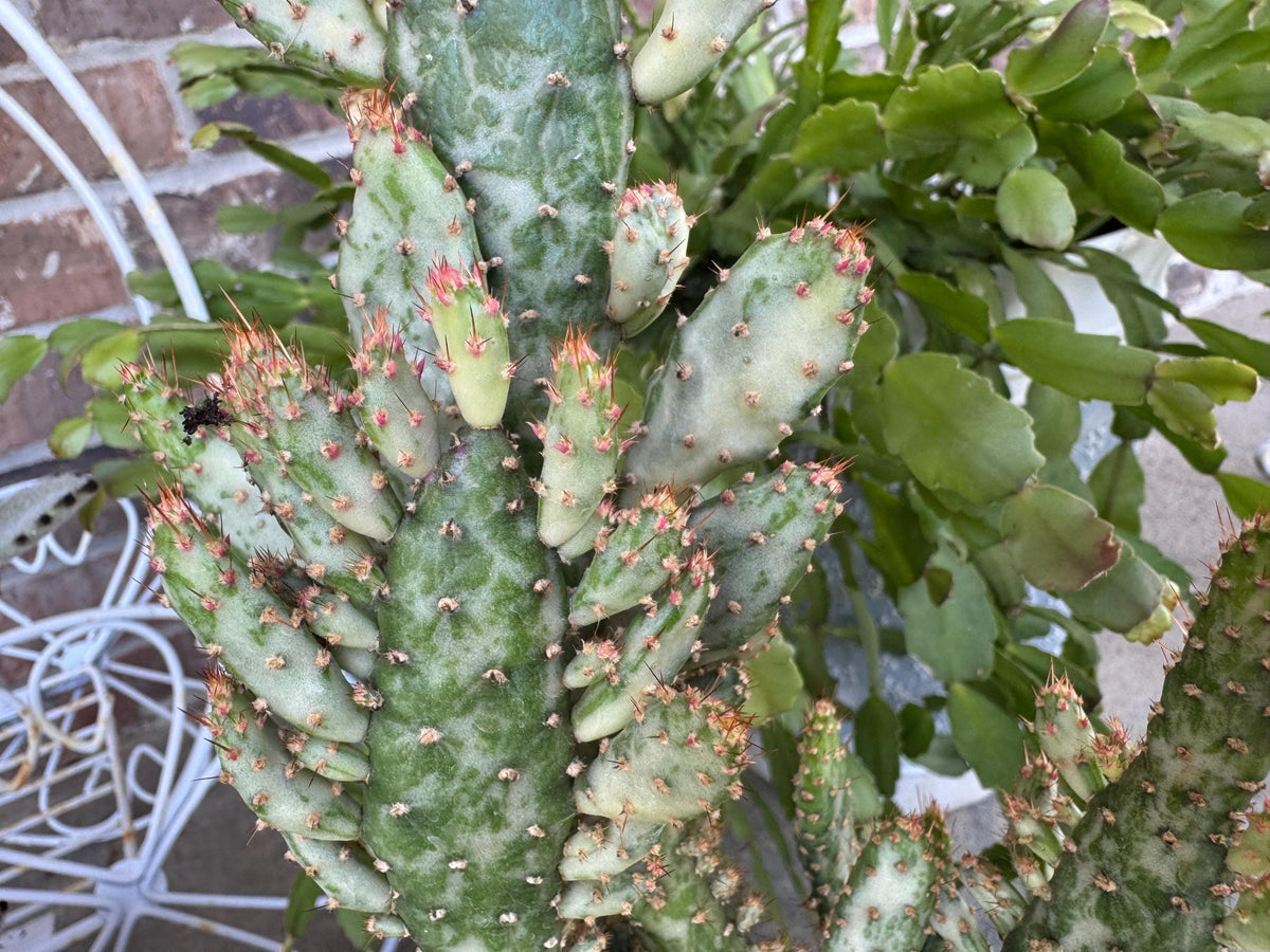 Variegated Joseph's Coat Cactus: Easy Care Succulent - 10-15" Tall