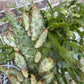 Variegated Joseph's Coat Cactus: Easy Care Succulent - 10-15" Tall