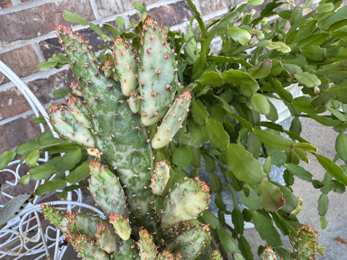 Variegated Joseph's Coat Cactus: Easy Care Succulent - 10-15" Tall