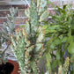 Variegated Joseph's Coat Cactus: Easy Care Succulent - 10-15" Tall