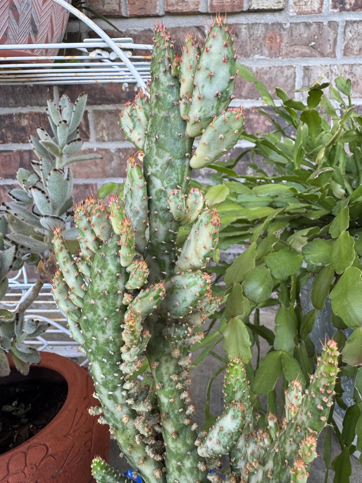 Variegated Joseph's Coat Cactus: Easy Care Succulent - 10-15" Tall