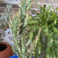 Variegated Joseph's Coat Cactus: Easy Care Succulent - 10-15" Tall