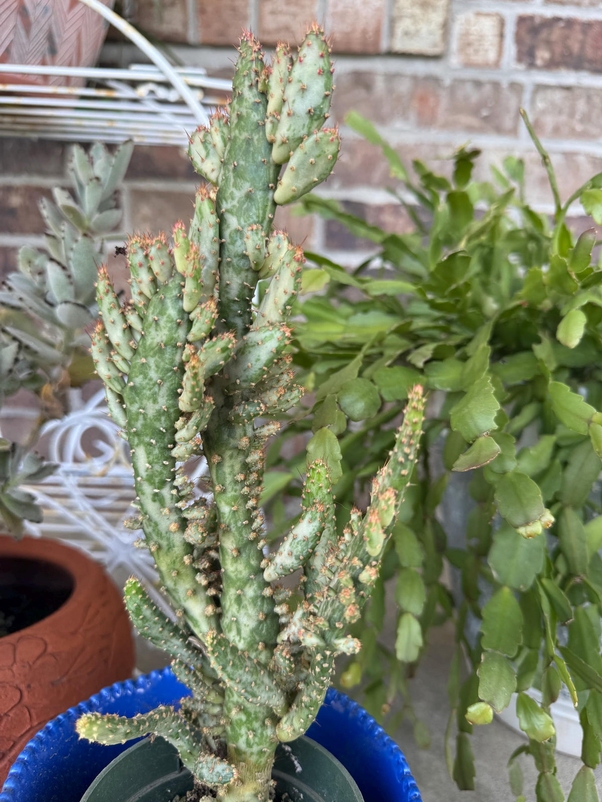 Variegated Joseph's Coat Cactus: Easy Care Succulent - 10-15" Tall