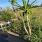 Fresh-Cut Spineless Yucca Stalk – Indoor/Outdoor Plant
