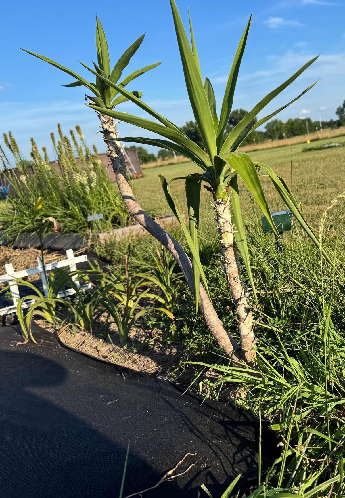 Fresh-Cut Spineless Yucca Stalk – Indoor/Outdoor Plant