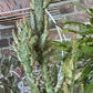 Variegated Joseph's Coat Cactus: Easy Care Succulent - 10-15" Tall