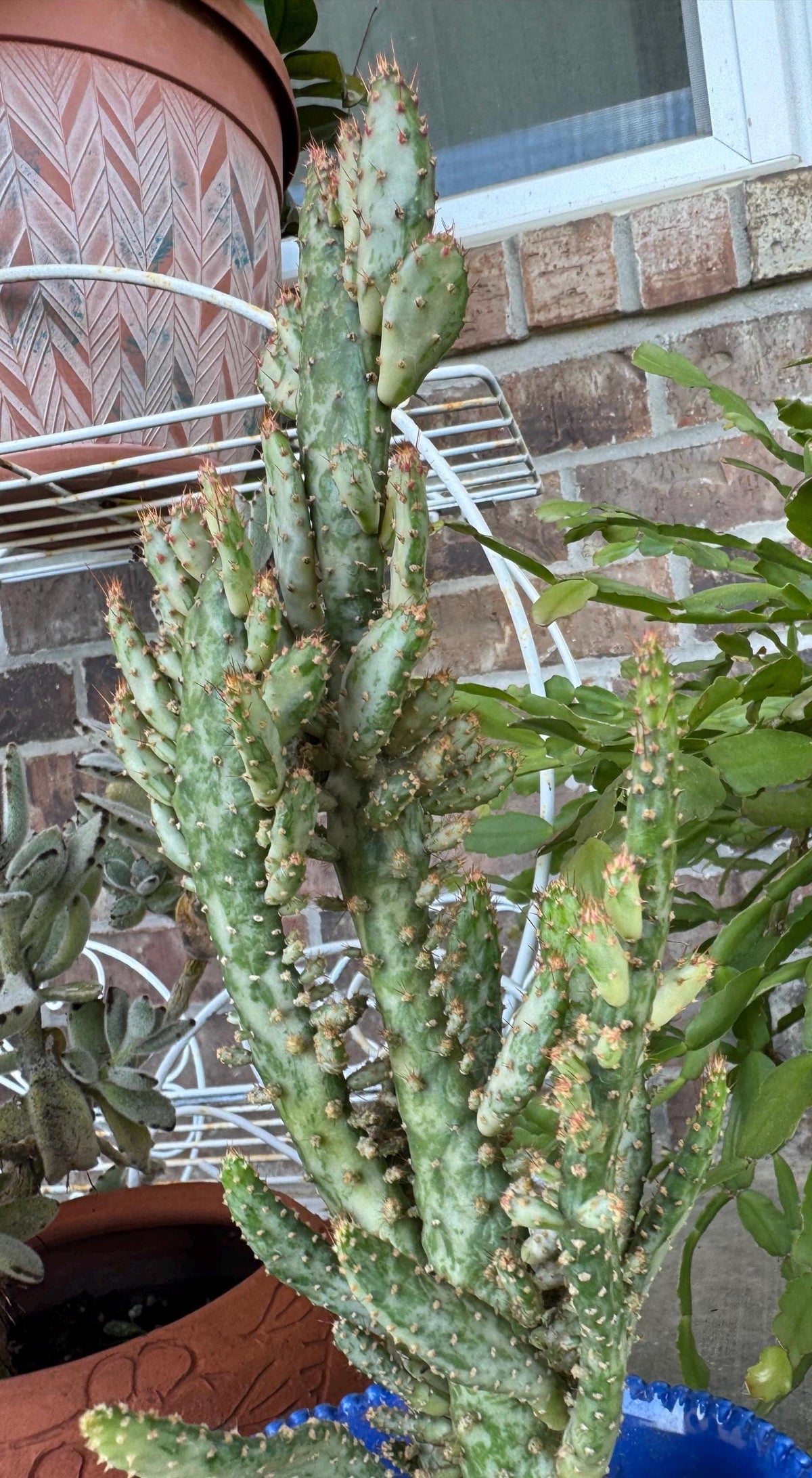 Variegated Joseph's Coat Cactus: Easy Care Succulent - 10-15" Tall