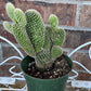 White Bunny Ear Cactus: Bareroot Succulent