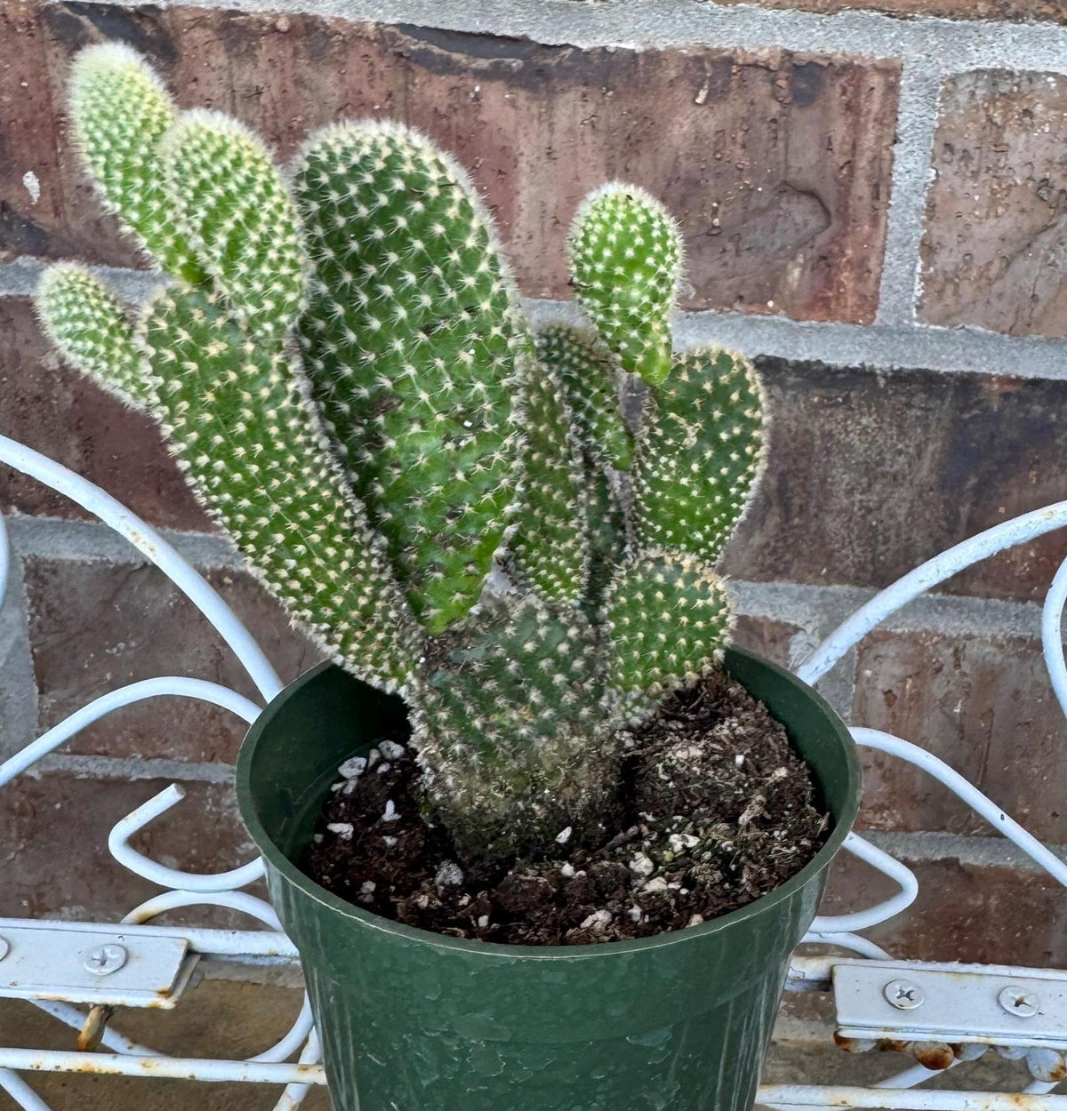 White Bunny Ear Cactus: Bareroot Succulent