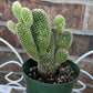 White Bunny Ear Cactus: Bareroot Succulent