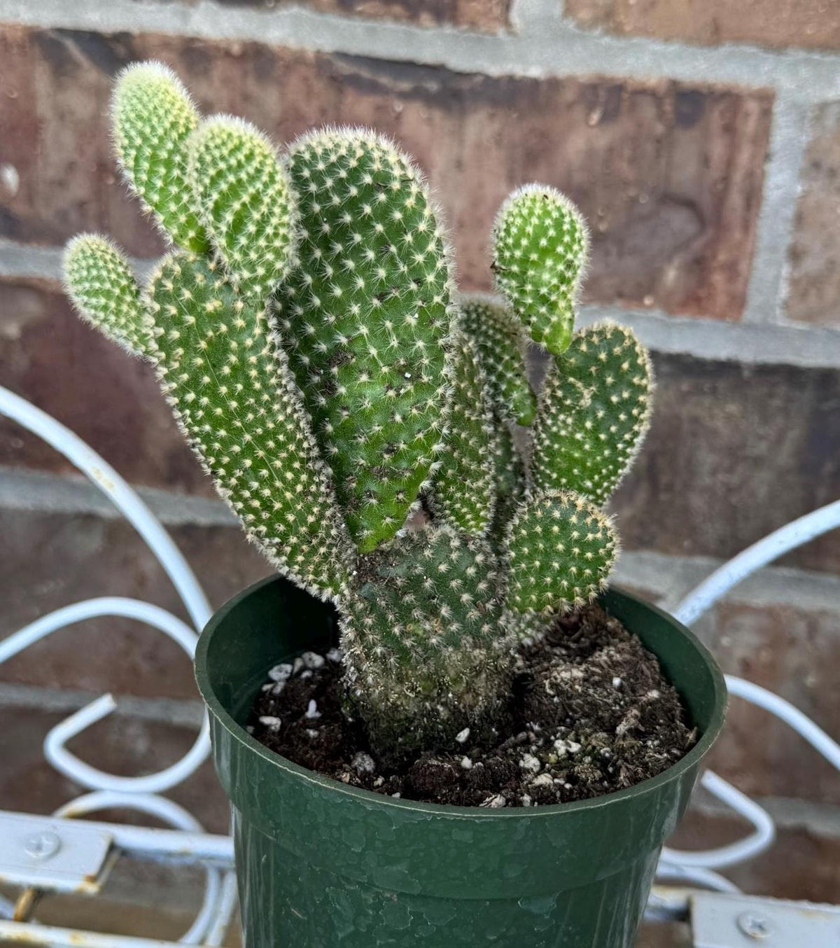 White Bunny Ear Cactus: Bareroot Succulent