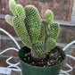White Bunny Ear Cactus: Bareroot Succulent